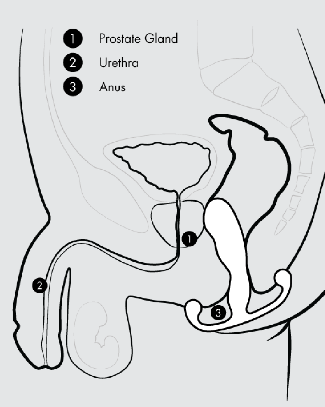 Aneros Helix Syn Trident Prostate Stimulator showing movement in body